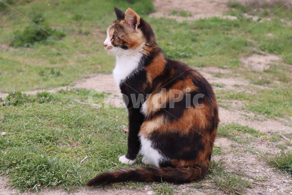 cat,animal,grass,잔디,고양이,길고양이,거리,바닥,동물,동물,animal,포유류,mammal,고양이,cat,kitten,kitty