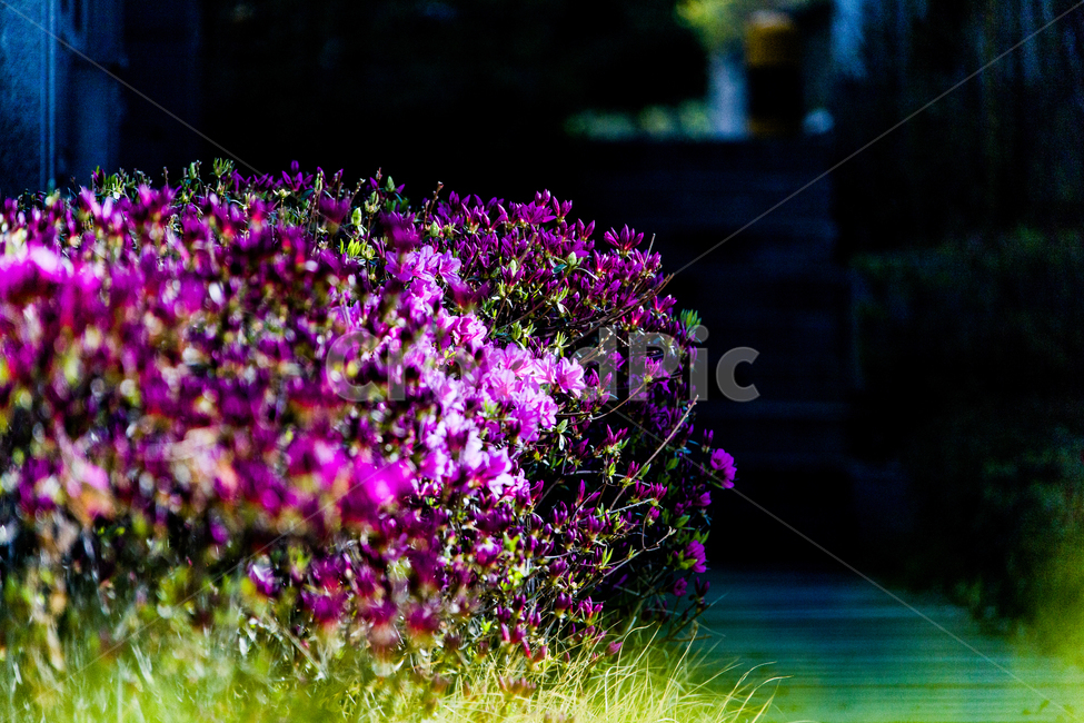 봄,꽃,철쭉,산책,길,봄,계절,spring,season,식물,자연,plants,nature,꽃,flower,plant