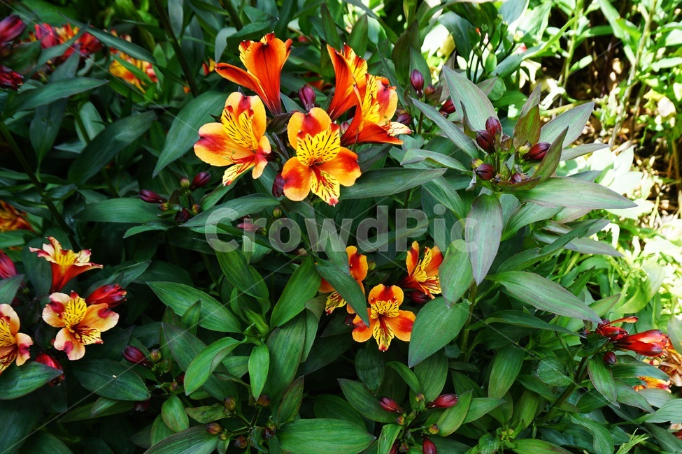 plant,식물,flower,꽃,blossom,주황꽃,빨간꽃