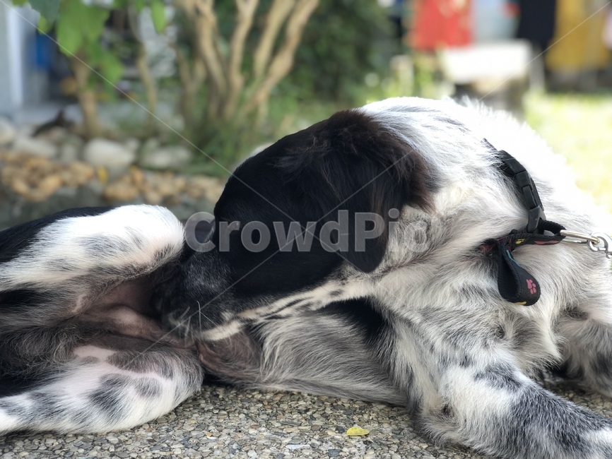하품,반려견,애완견,강아지,보더콜리,동물,animal,포유류,mammal,개,강아지,dog,doggy