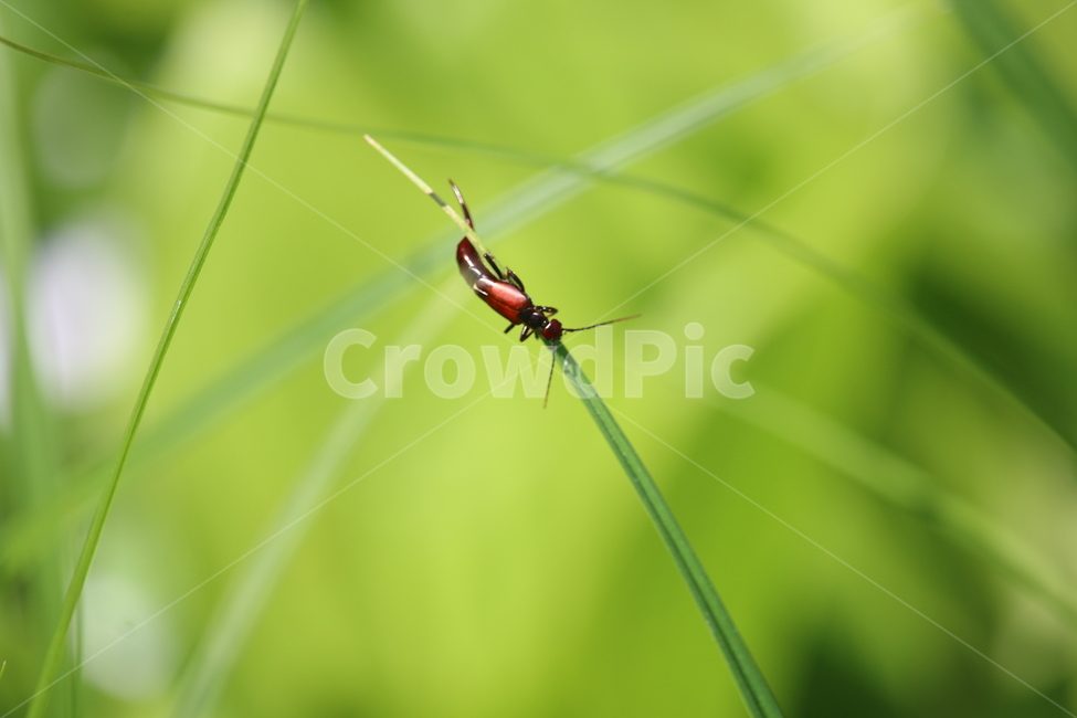 곤충,풀벌래,풍경,야생,들,동물,animal,곤충,벌레,insect,bug