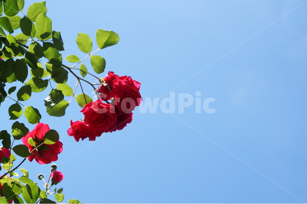 장미,장미꽃,빨강,빨간색,5월,풍경,계절,식물,자연,plants,nature,꽃,flower