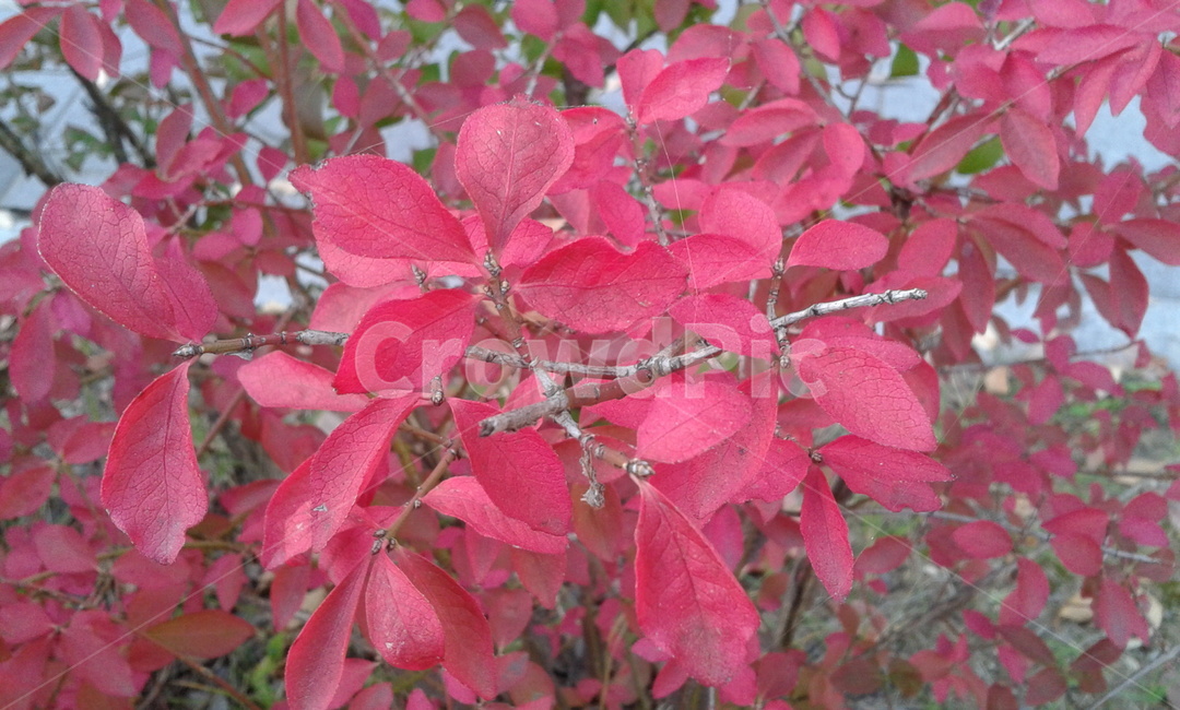 plant,식물,leaf,잎,tree,나무,식물,자연,plants,nature