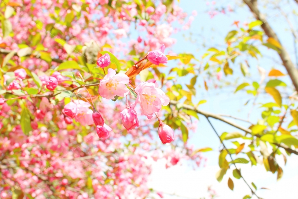 꽃,봄,자연,풍경,감성사진,식물,자연,plants,nature,감성,sensible,feeling,봄,계절,spring,season,꽃,flower,plant