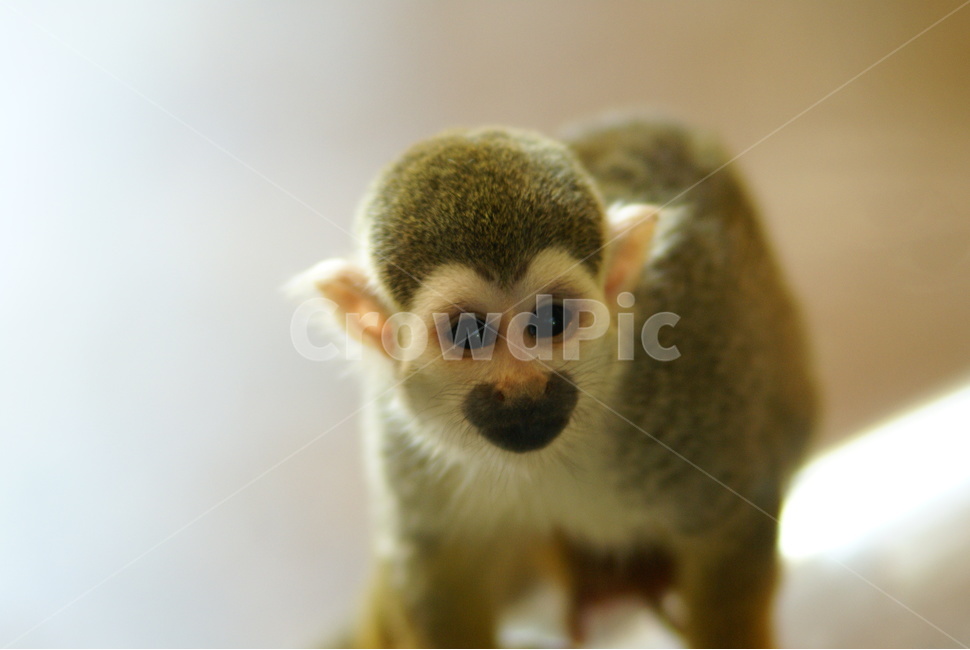 사파리,얼굴,에버랜드,원숭이,monkey,동물,animal,포유류,mammal
