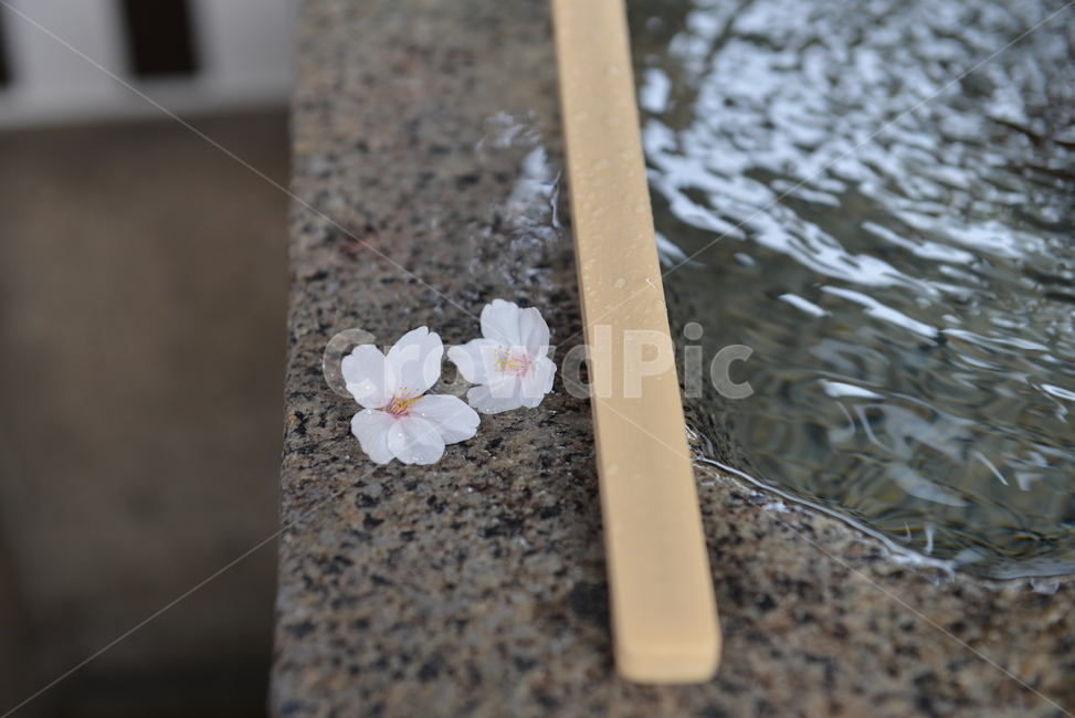 벚꽃,꽃잎,벚꽃잎,신사,일본,plant,식물,blossom,꽃,flower