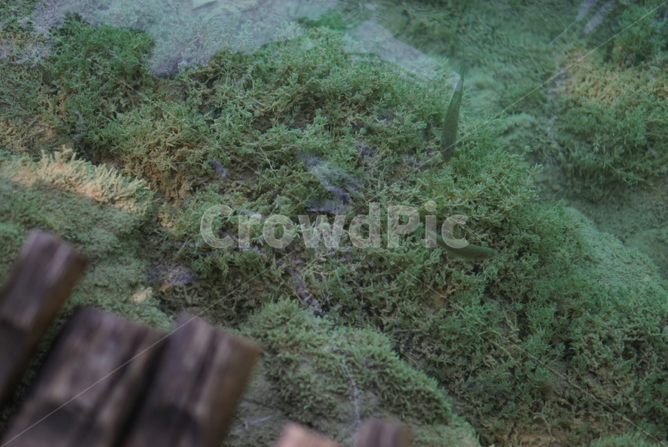 플리트비체,water,river,outdoors,물,강,자연,폭포,waterfall,호수,rake,크로아티아,croatia,plitvice,nationalpark