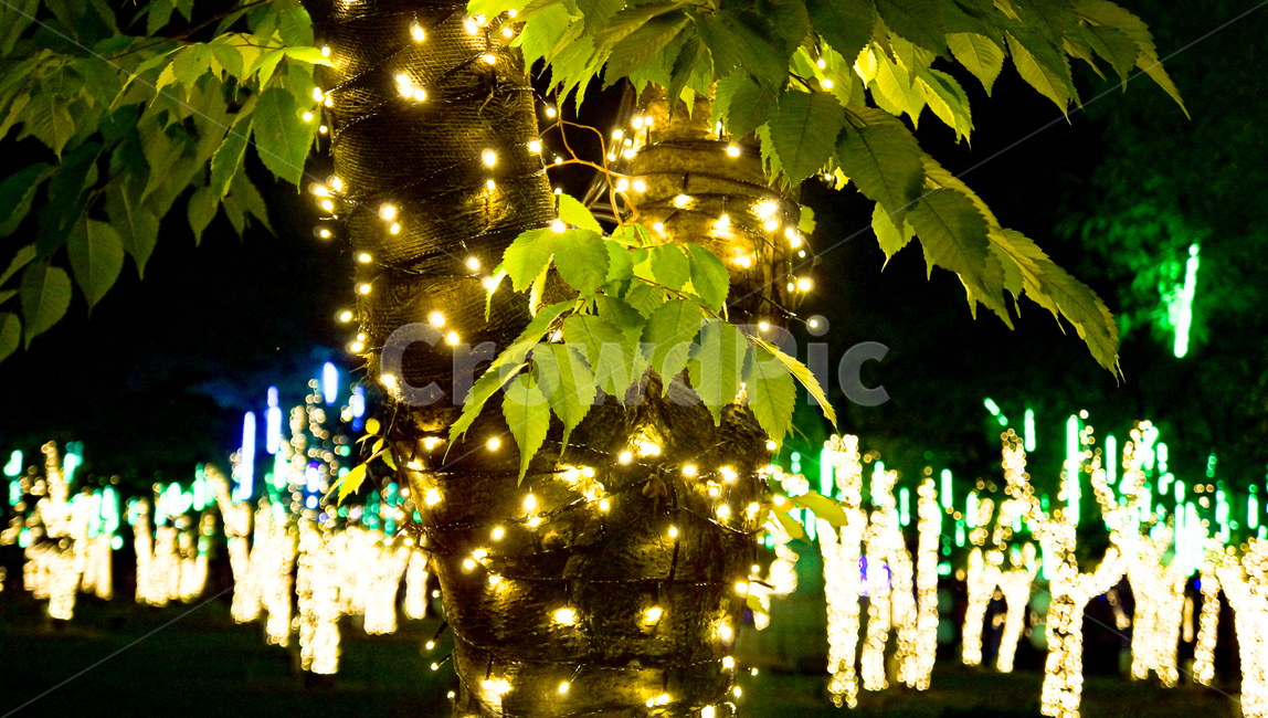 나무,led불빛,빛,야경,나뭇잎,나무장식,불빛,light,초록색,green,녹색
