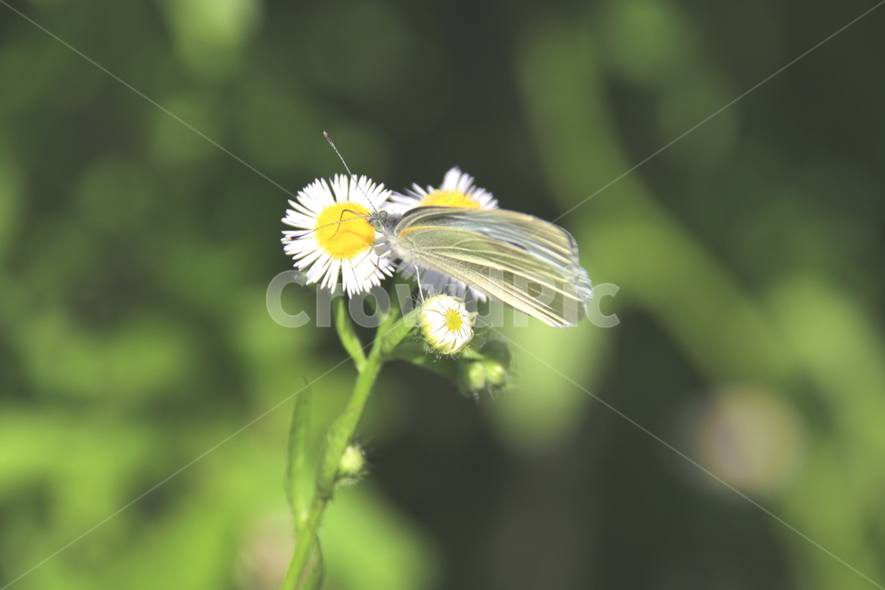 식물,꽃,동물,나비,곤충,plant,식물,자연,plants,nature,꽃,flower,동물,animal,곤충,벌레,insect,bug
