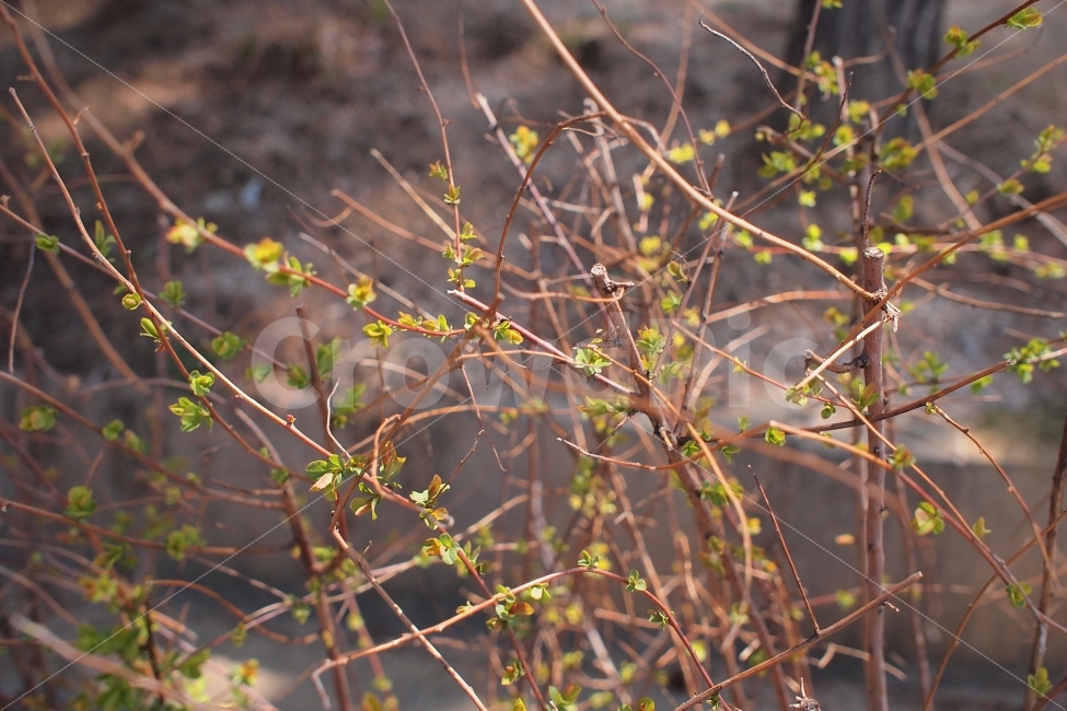 봄,잎사귀,연두색,신록,식물,나뭇가지,새싹,풋풋한,3월,봄,계절,spring,season,식물,자연,plants,nature,꽃,flower