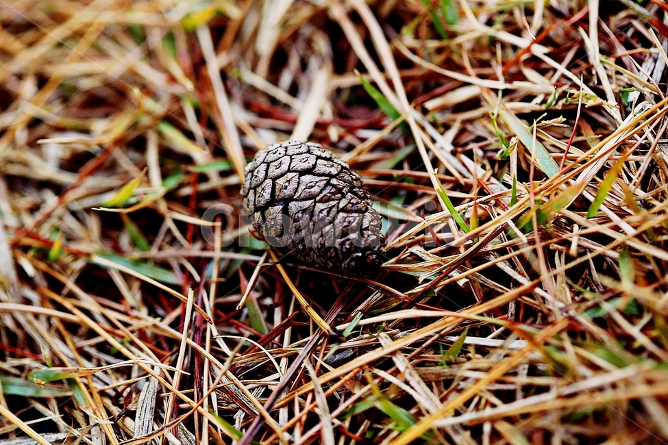 솔방울,소나무,소나무잎,잎,가을,식물,자연,바닥,야외,땅,식물,자연,plants,nature