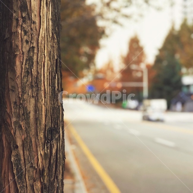 가을,단풍,라이프,자동차,도로,나무,자연,갈색