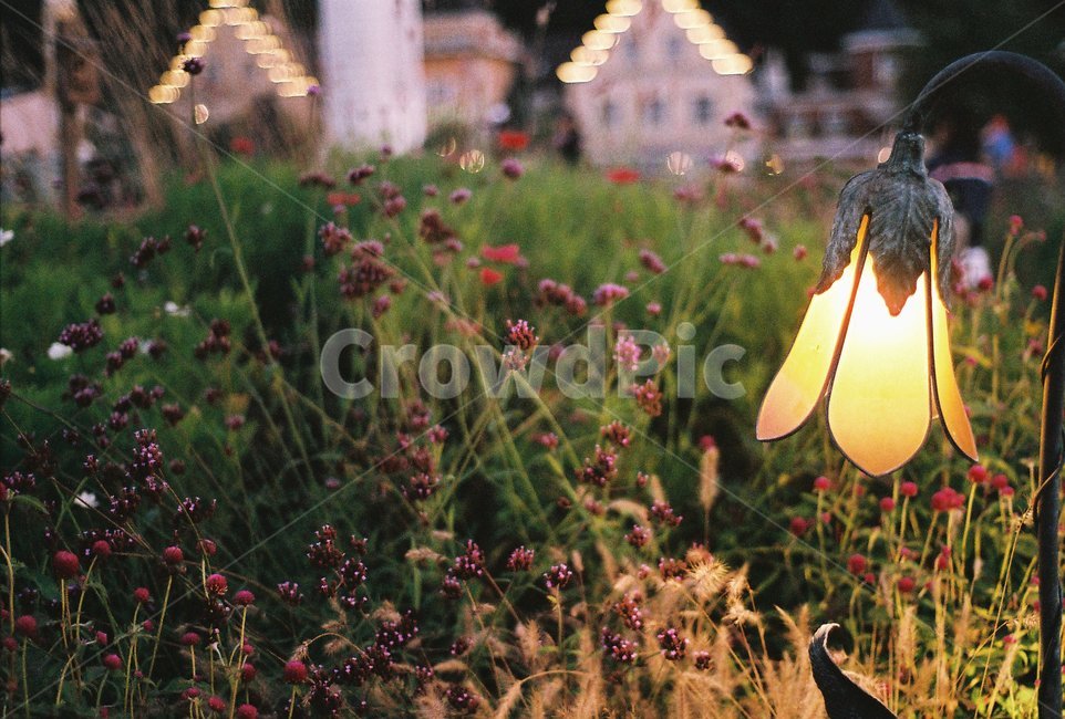 장미,장미정원,정원,식물,꽃,야경,밤,풍경,nightscape,night,landscape,식물,자연,plants,nature,꽃,flower,감성,sensible,feeling