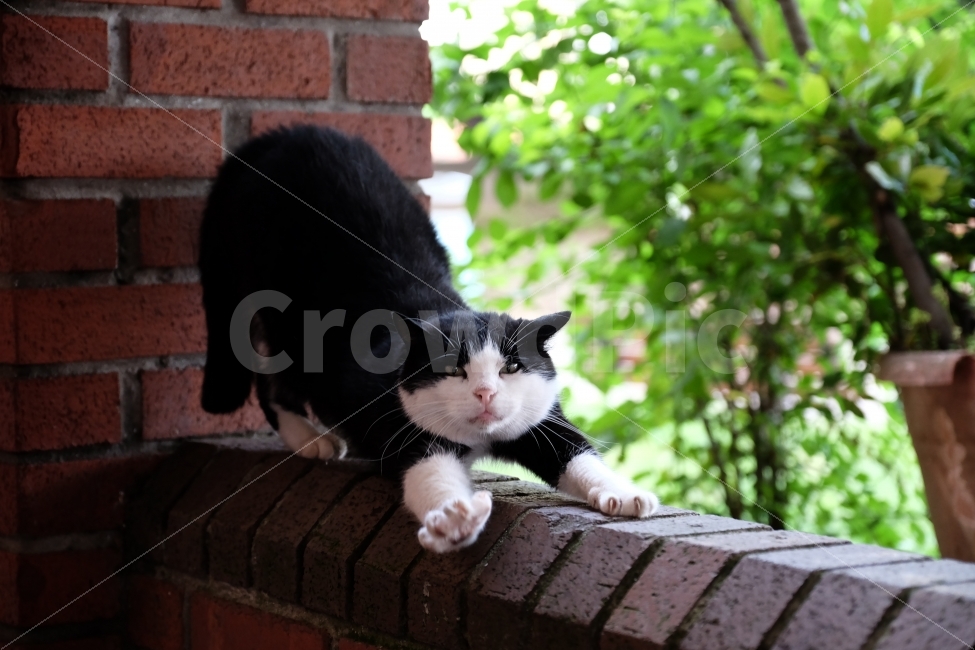 고양이,길고양이,냥이,동물,기지개,고양이기지개,동물,animal,포유류,mammal,고양이,cat,kitten,kitty