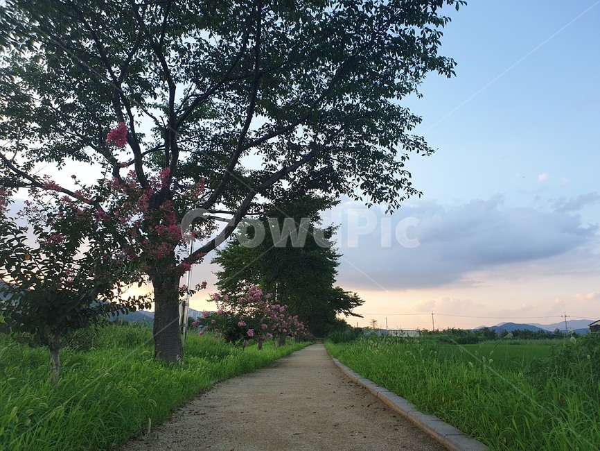 나무,산책,들판,나들이,식물,도로,road