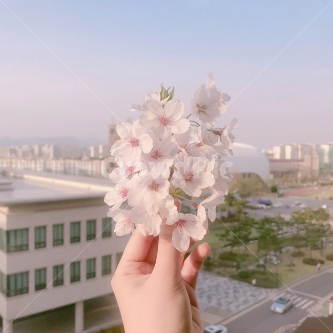 벚꽃,하늘,체리블라썸,꽃,봄,핑크,pink,cherryblossom,손,봄,계절,spring,season,plant,식물,blossom,petal,꽃잎,flower