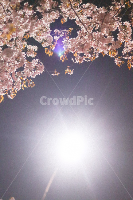 꽃,벚꽃,야경,빛,봄,봄,계절,spring,season,야경,밤,풍경,nightscape,night,landscape,식물,자연,plants,nature,꽃,flower,plant,blossom