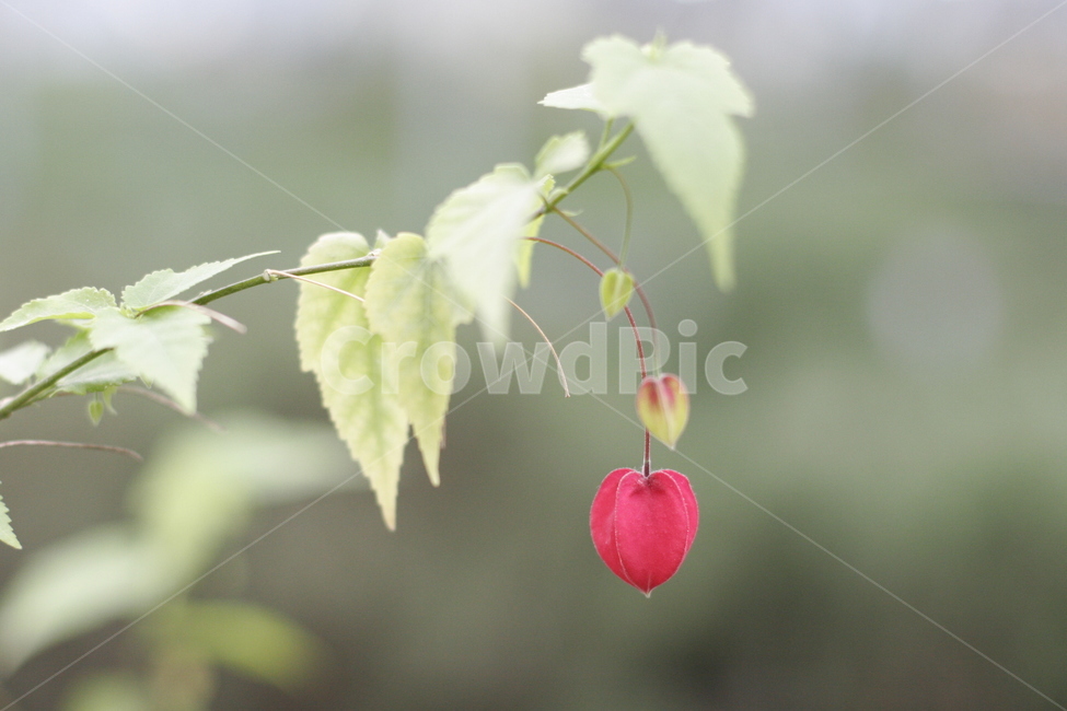 꽃,분홍,빨강,식물,플라워,식물,자연,plants,nature,꽃,flower