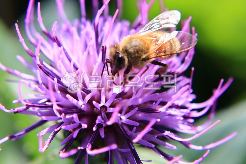 flowers,Insects,ecosystem,pollen,natural sensibility,bees