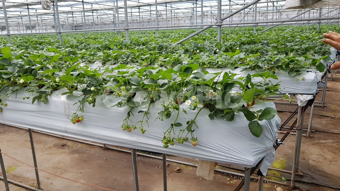 딸기농장,딸기,농사,딸기농사,자연,person,사람,human,인간,온실,greenhouse,과일,열매,fruit,농업,농사,agriculture,farming,farming industry