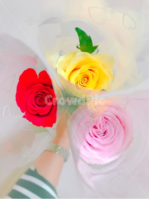 장미,장미세송이,꽃,flower,rose,꽃,flower
