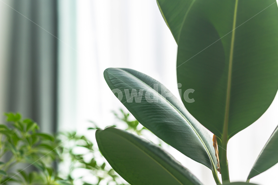 화분,홍콩야자,나무,풀,공기정화,식물,식물,자연,plants,nature