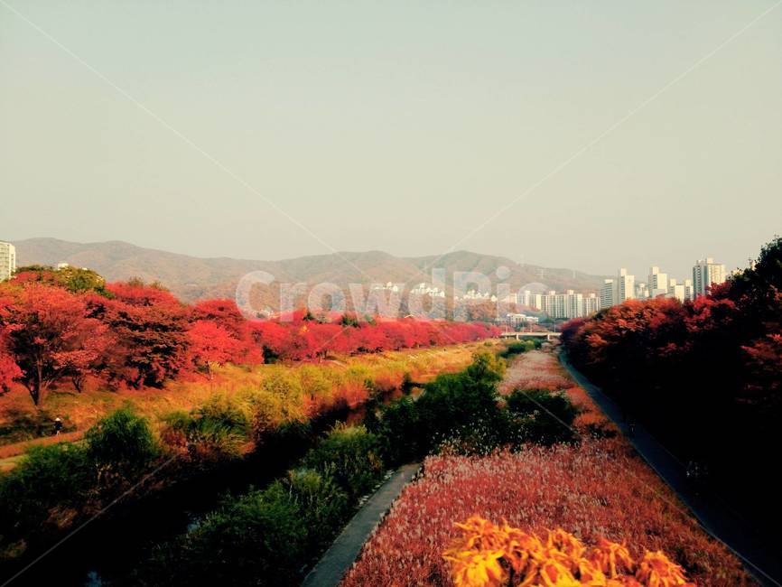 가을,자연,공원,단풍,강,건물,산,풍경,도시,빨강,주황,노랑,초록,빨간색,노란색,분당,탄천,호수,산책,들꽃,억새,억새풀,풀,나무,감성,색채,색감,색상,가을,계절,fall,autumn,season,자연,풍경,nature,landscape,plant,식물