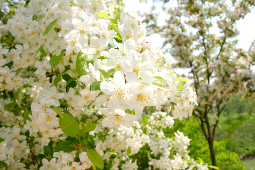 자연,풍경,꽃,봄,감성사진,색감,하얀꽃,flower,flowers,white,봄,계절,spring,season,식물,자연,plants,nature,꽃,flower,plant,blossom