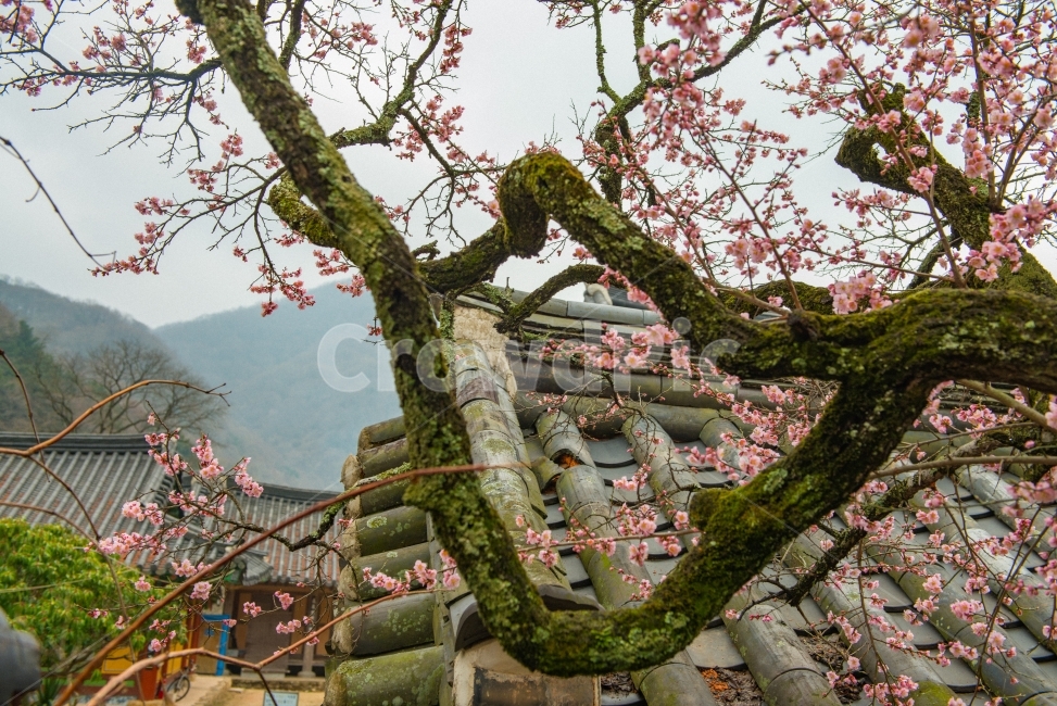 고불매,매화,백양사,홍매,매화꽃,봄,계절,spring,season,한국전통,한국문화,korean traditional,korean culture,식물,자연,plants,nature,나무,trees,wood,tree,plant,tree trunk,나무 줄기