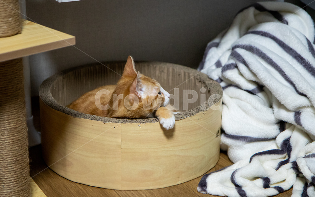 고양이,치즈고양이,치즈태비,코리안숏헤어,코숏,동물,animal,포유류,mammal,고양이,cat,kitten,kitty