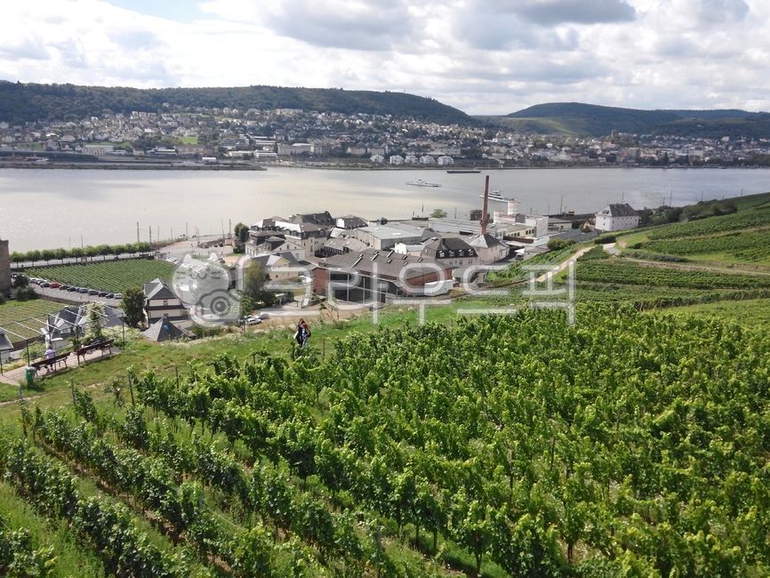 vineyard,rdesheim,vinery,germany,Near Frankfurt,europe,Rdesheim