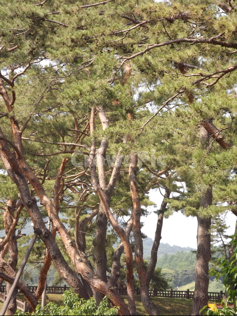 의림지,소나무,나무,제천,유원지,자연,풍경,nature,landscape,식물,plants,나무,trees,wood,tree,plant,tree trunk,나무 줄기