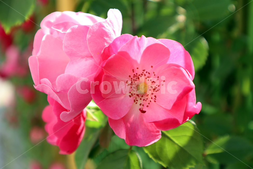 꽃,식물,봄,플라워,flower,장미,장미꽃,rose,식물,자연,plants,nature,꽃,flower