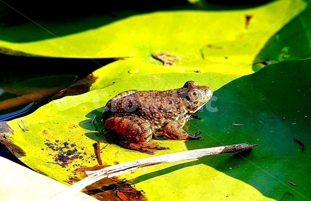 lotus,frog,nature,연꽃,개구리,자연,동물,animal,파충류,양서류,reptile,amphibian