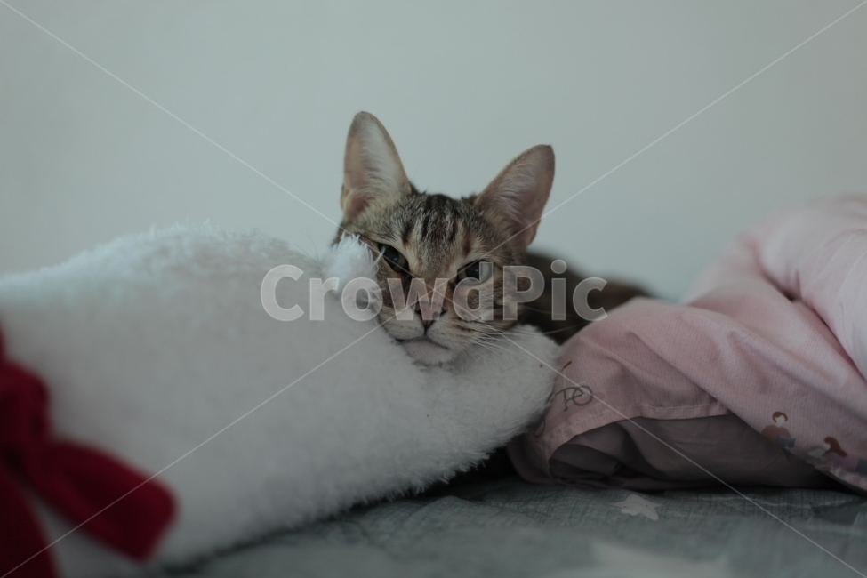 고양이,휴식,힐링,집고양이,나른,반려묘,졸린고양이