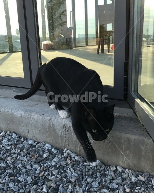 고양이,코리안숏헤어,코숏,cat,koreanshorthair,blackcat,검은고양이,동물,animal,포유류,mammal,고양이,cat,kitten,kitty
