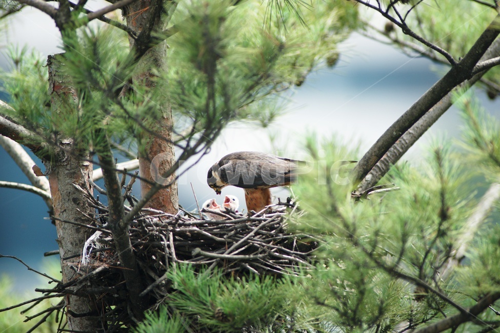 bird,새,육추,둥지,가족,새홀리기,조류,새,birds