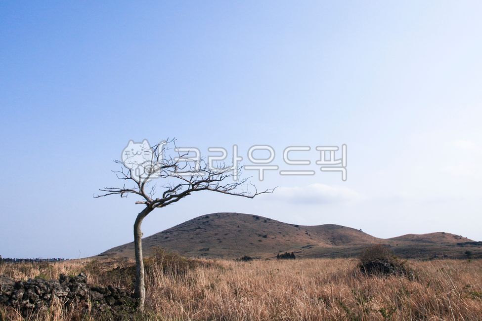 jeju,제주,tree,왕따나무,grassland,목초지,outdoors,옥외,field,필드,nature,자연,sky,하늘,vacationspot,휴양지