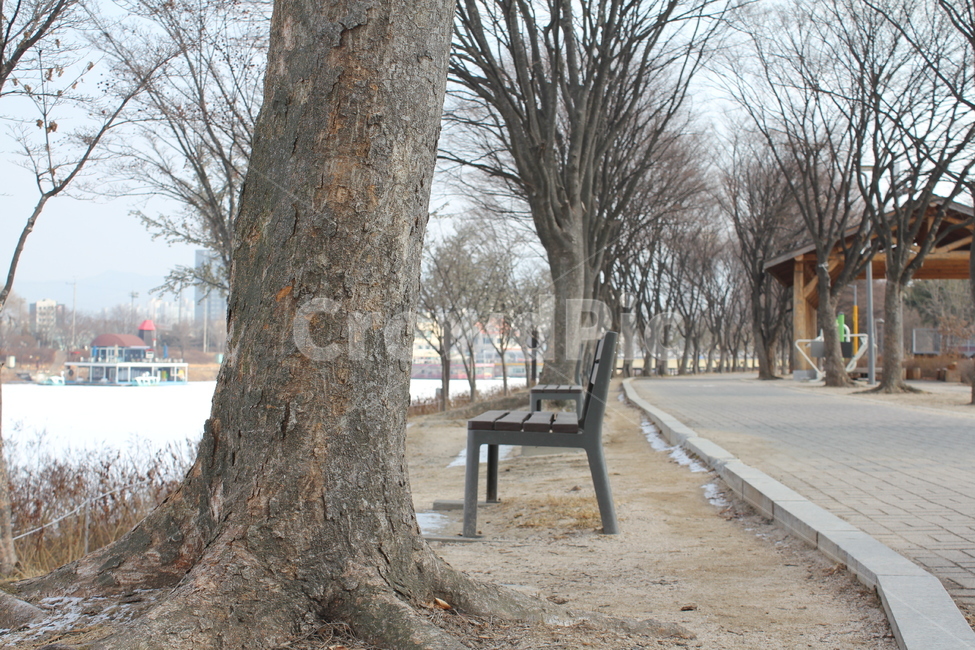 가로수,나무,공원,산책,산책로,풍경,자연,아름다움,휴식,겨울,계절,winter,season
