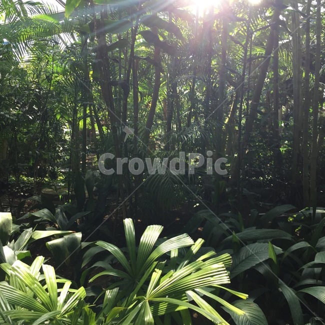 자연,식물,숲,나무,풀,자연,풍경,nature,landscape,식물,plants,나무,trees,wood,vegetation,초목,plant,outdoors,옥외,land,땅,tree,rainforest,열대 우림,jungle,밀림
