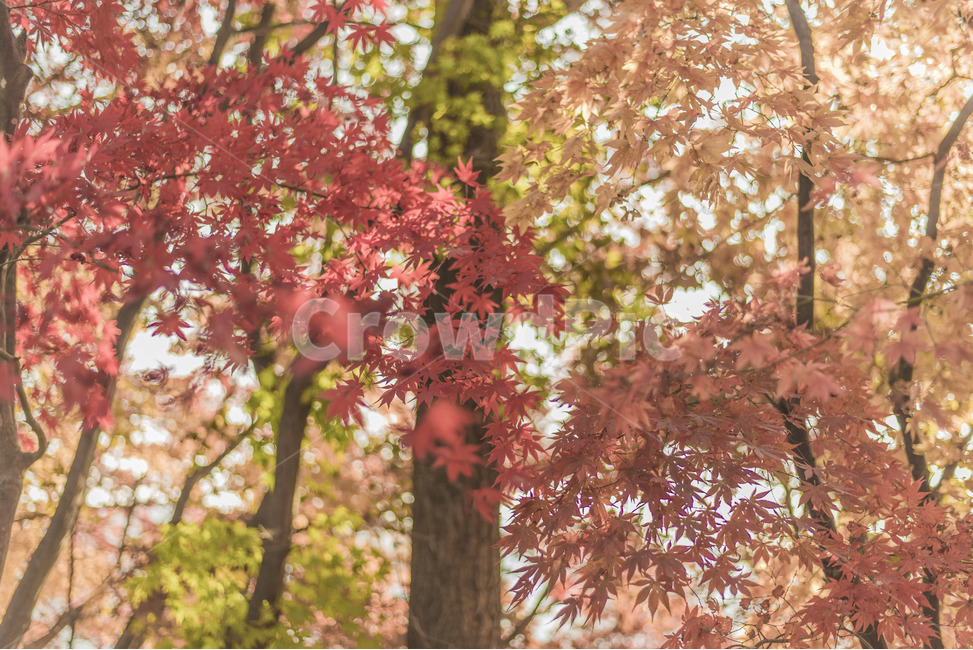 단풍,낙엽,가을,풍경,자연,가을,계절,fall,autumn,season,식물,자연,plants,nature,나무,trees,wood,leaf,잎,plant,tree,maple