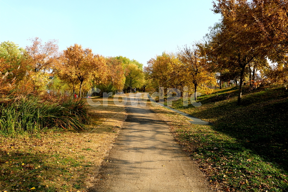 공원,선유도공원,한강공원,자연,풍경,나무,가을,단풍,낙엽,산책길,가을,계절,fall,autumn,season,자연,풍경,nature,landscape,식물,plants,나무,trees,wood,asphalt,아스팔트,road,도로,dirt road,흙길,gravel,자갈,plant,tree