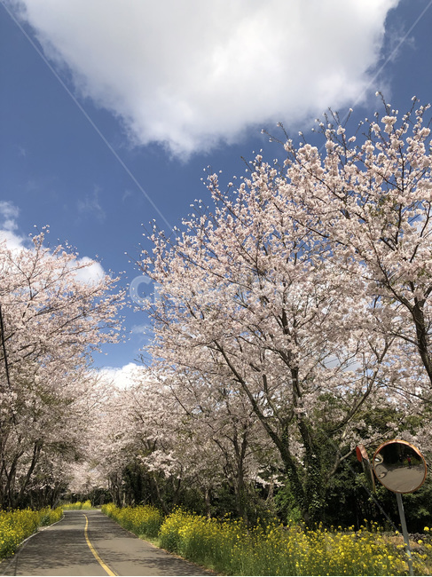 벗꽃,꽃,blossom,plant,나무,길,flower