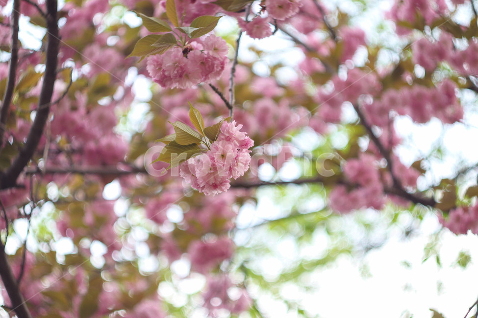 봄,봄날,봄꽃,꽃,분홍,예쁜,아름다운,배경,연분홍색,계절,겹벚꽃,spring,flowers,beautiful,season