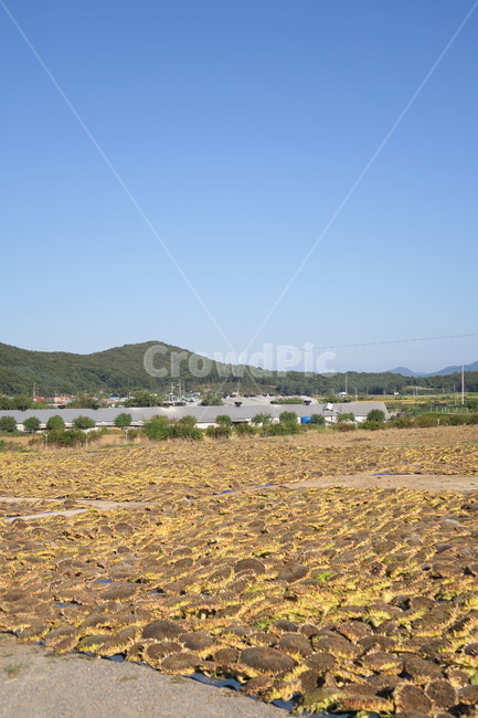 가을,해바라기,해바라기씨,시골,자연,자연,풍경,nature,landscape,outdoors,옥외,land,땅