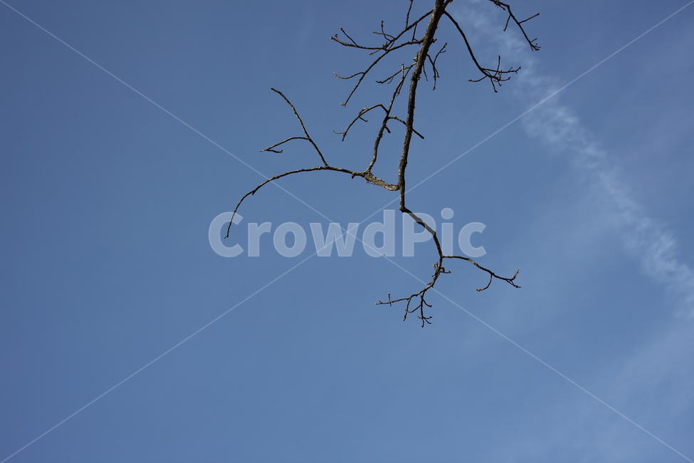 나무,하늘,창공,wood,sky,파랑,파랑색,식물,자연,plants,nature,나무,trees,wood
