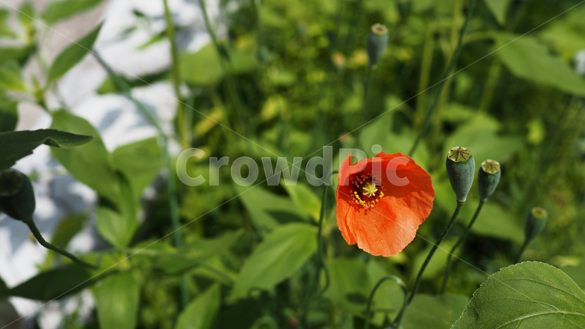 개양귀비,야생화,주황색,꽃,flower,wildflower