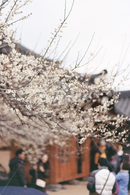 매화꽃,매화꽃배경,매화축제,매화나무,꽃,흰꽃,flowe,flowes,매화배경,매화꽃나무,매화꽃축제,매화,아웃포커싱,꽃배경,봄,계절,spring,season,식물,자연,plants,nature,꽃,flower,plant,blossom