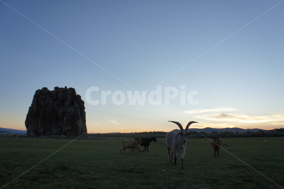 몽골,바위,염소,mongolia,rock,goat