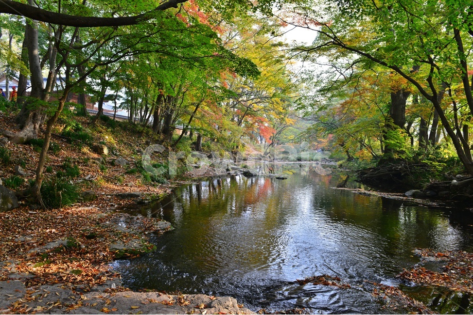 water,물,nature,자연,outdoors,옥외,tree,나무,plant,식물,leaf,잎,treetrunk,나무줄기,maple,단풍,고창,선운사,선운사가을,도솔천,도솔천가을,추색,만추,가을,계절,단풍잎,낙옆,반영